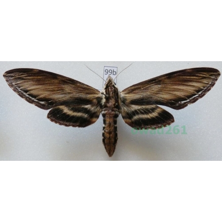 Sphinx kalmiae J.E. Smith, 1797 ex. ovo Canada 95mm99b